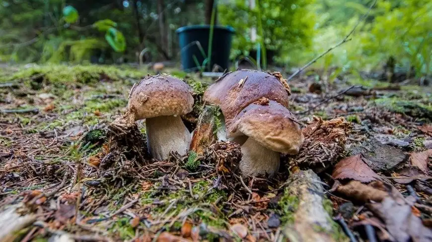 Na Mazurach na grzyby! O czym warto pamiętać?