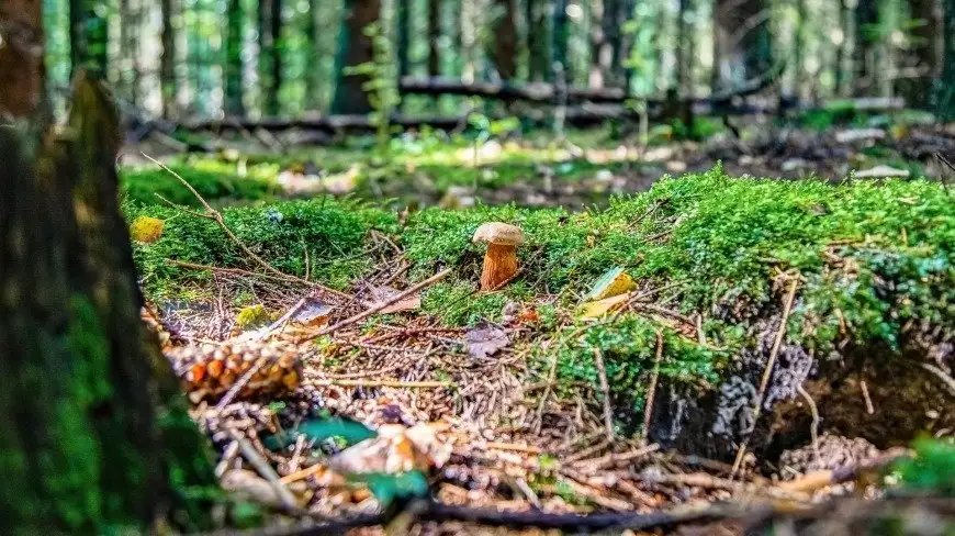 Wybierasz się na grzyby na Mazurach? O tym warto pamiętać