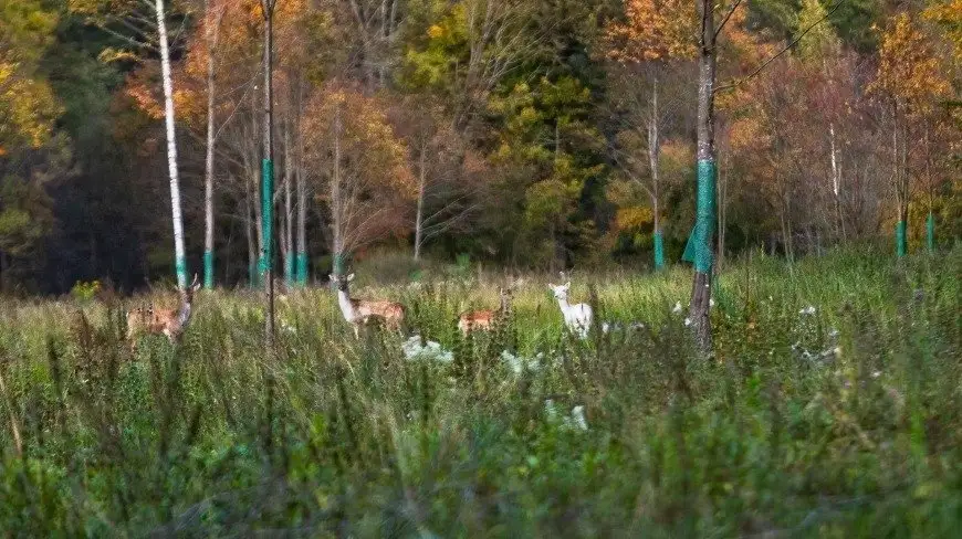 Mazurska natura zachwyca. Zobacz daniele-albinosy