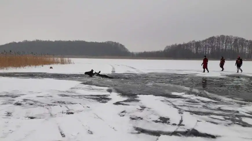 Na pomoc zwierzętom. Pod łosiami zarwał się lód na j. Kisajno