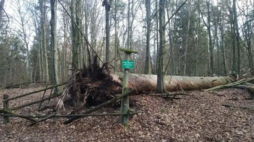 Żywioł powalił „Królewską Sosnę” na Mazurach