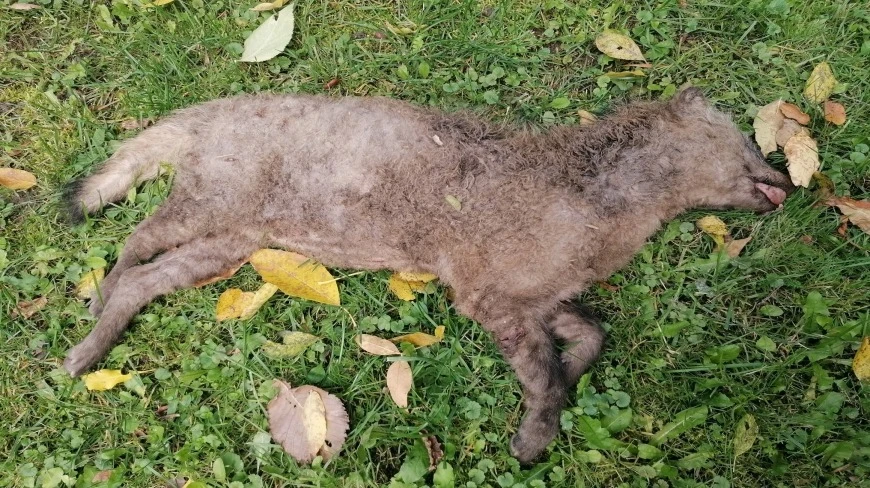 Prawdziwa sensacja. Nowy drapieżnik pojawił się na Mazurach