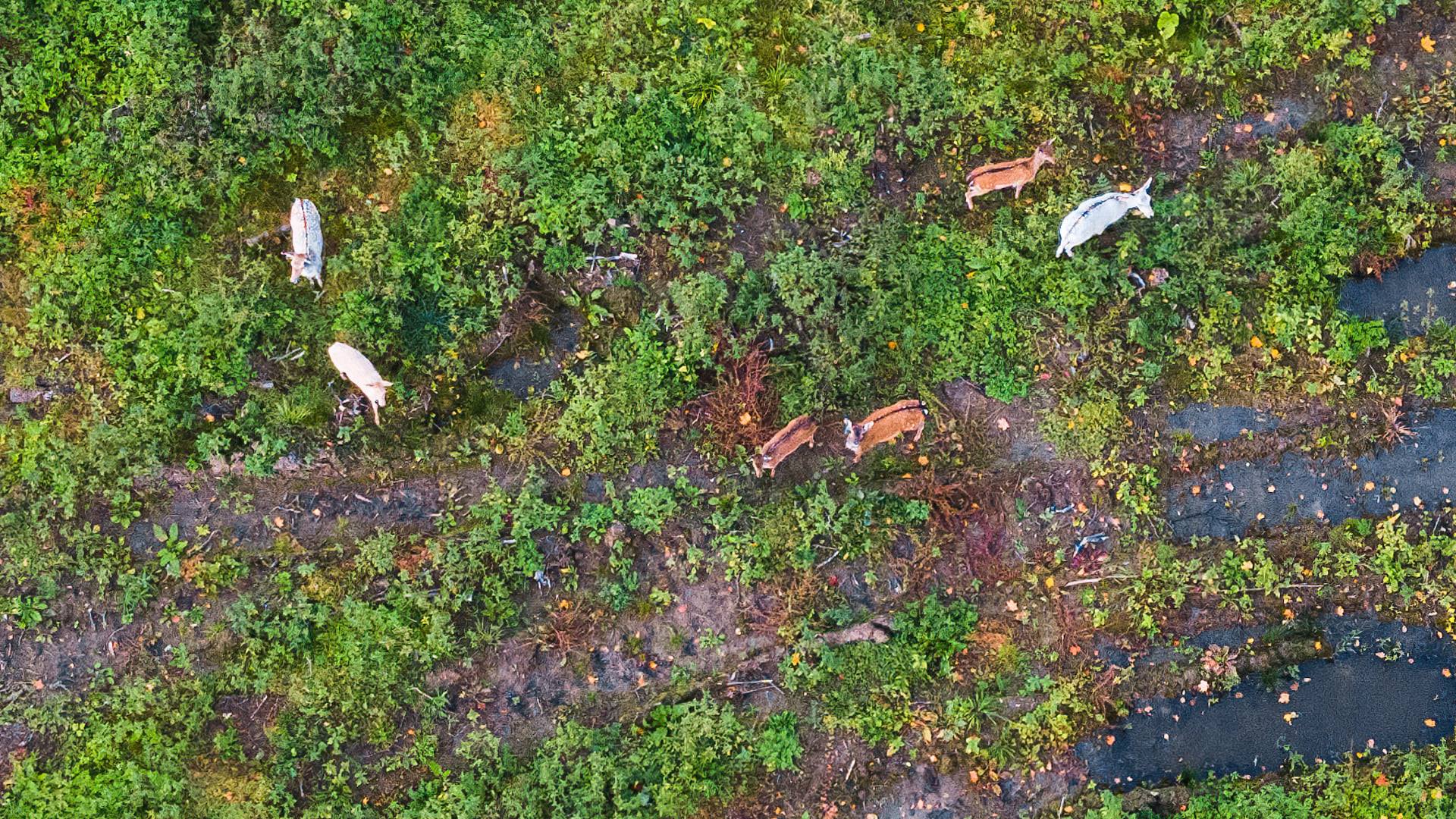 Mazurska natura zachwyca. Zobacz daniele-albinosy